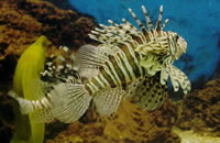 短信在线云呼轰炸